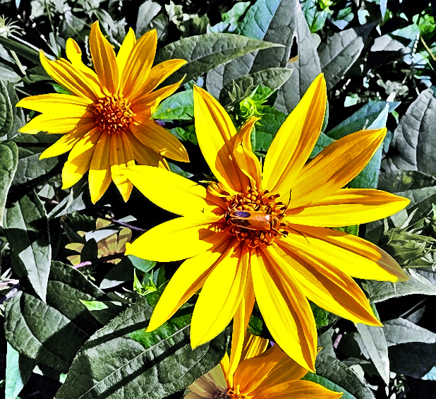 jimfiveflowers5.jpg