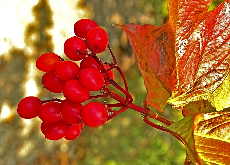nanfallredberries.jpg