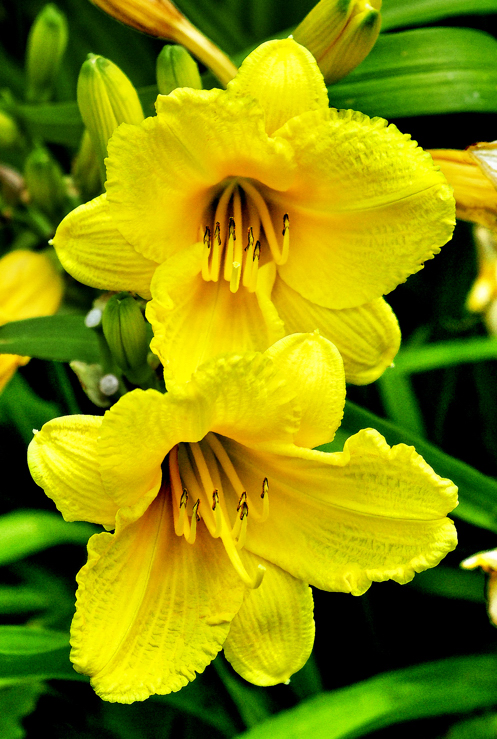 yellowflowernan.jpg